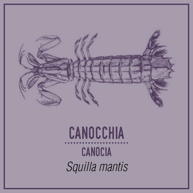 Canocchia (Canocia) - Squilla mantis