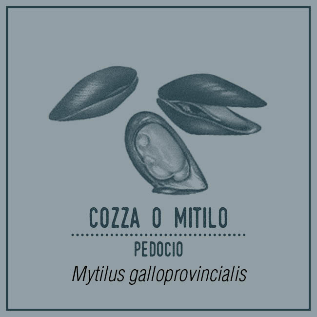 Cozza o Mitilo (Pedocio) - Mytilus galloprovincialis