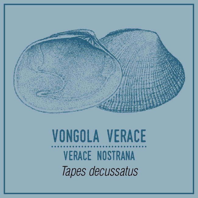 Vongola Verace (Verace nostrana) - Tapes decussatus