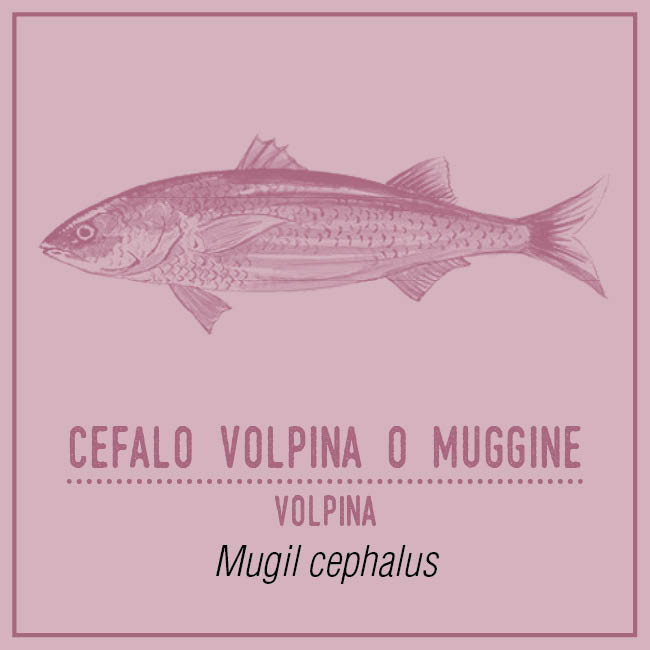 Cefalo Volpina o Muggine (Volpina) - Mugil cephalus