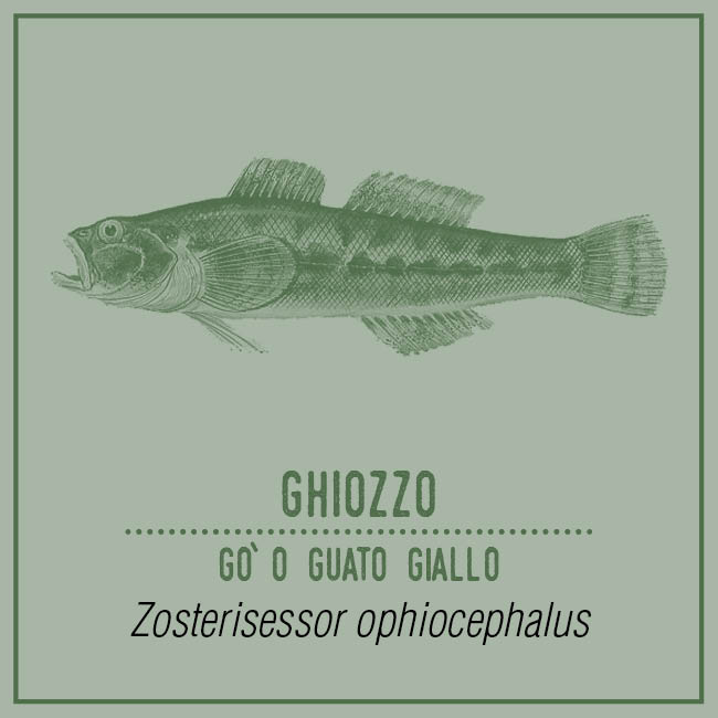 Ghiozzo (Gò o Guato Giallo) - Zosterisessor ophiocephalus