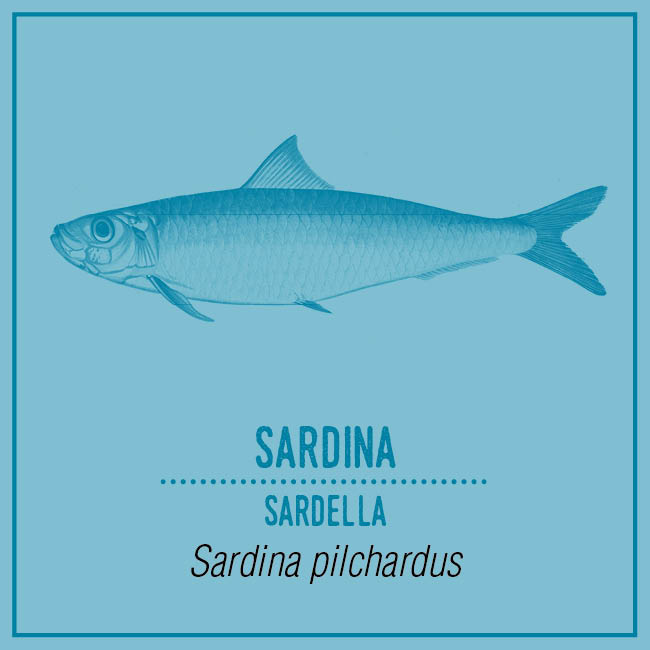 Sardina (Sardella) - Sardina pilchardus