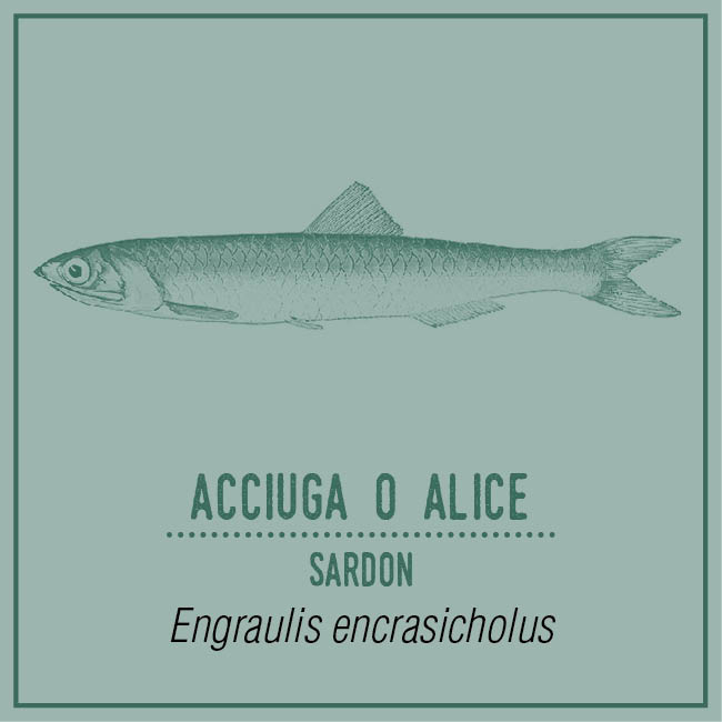 Acciuga o Alice (Sardon) - Engraulis encrasicholus