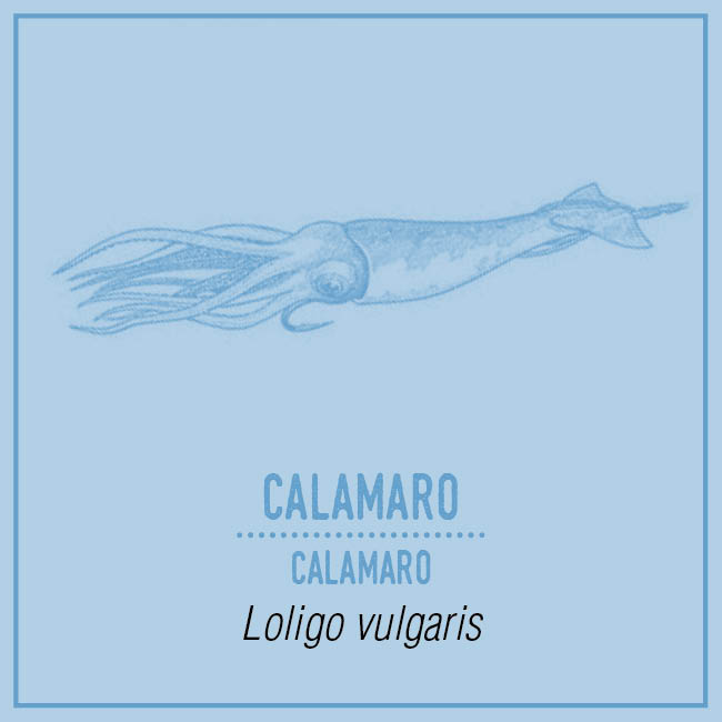 Calamaro (Calamaro) - Loligo vulgaris