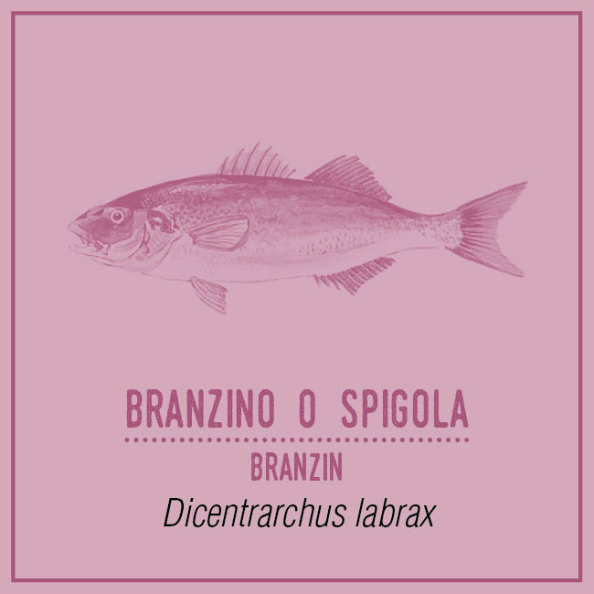 Branzino o Spigola (Branzin) - Dicentrarchus labrax