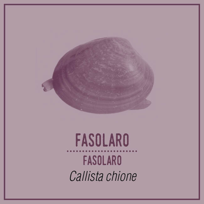 Fasolaro (Fasolaro) - Callista chione