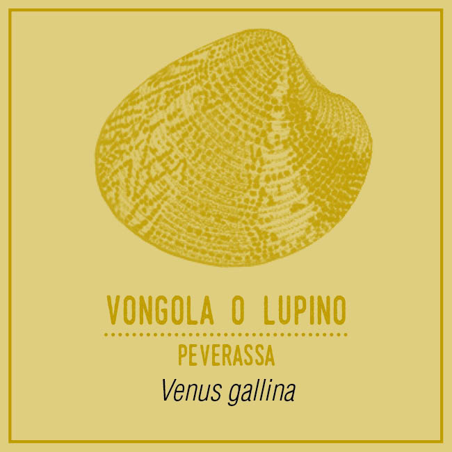 Vongola o Lupino (Peverassa) - Venus gallina