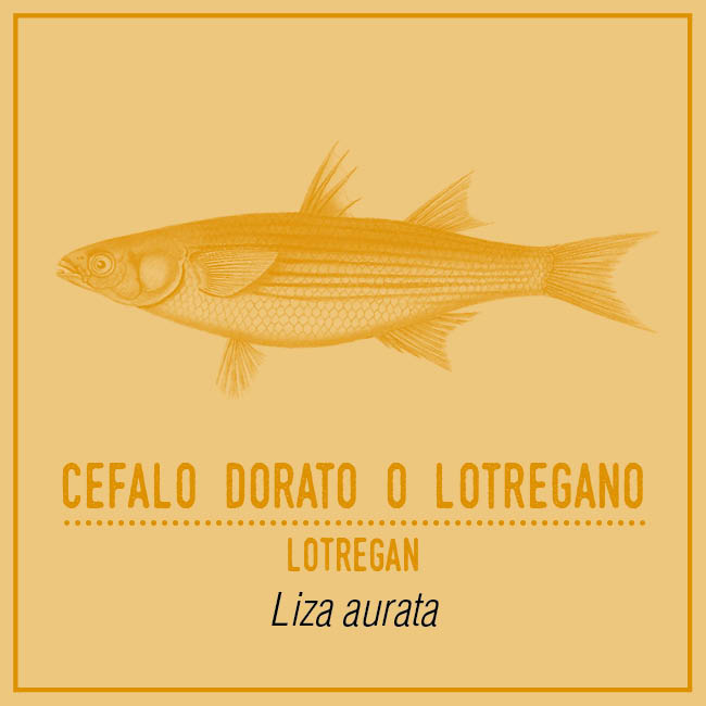 Cefalo Dorato o Lotregano (Lotregan) - Liza aurata