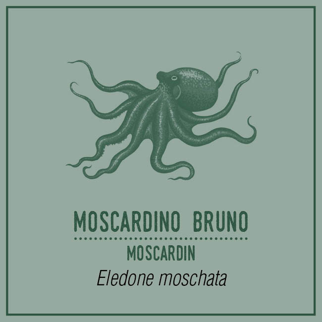 Moscardino Bruno (Moscardin) - Eledone moschata