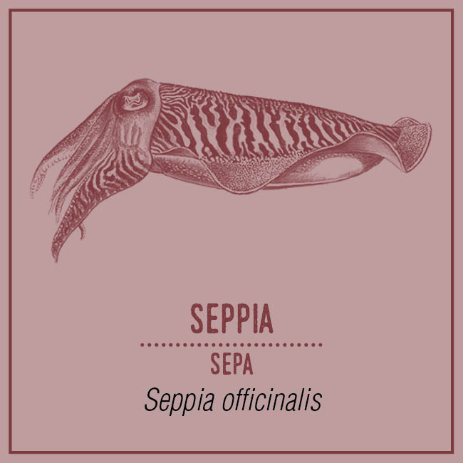 Seppia (Sepa) - Seppia officinalis