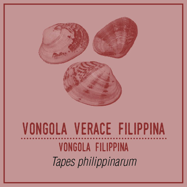 Vongola Verace Filippina (Vongola Filippina) - Tapes philippinarum