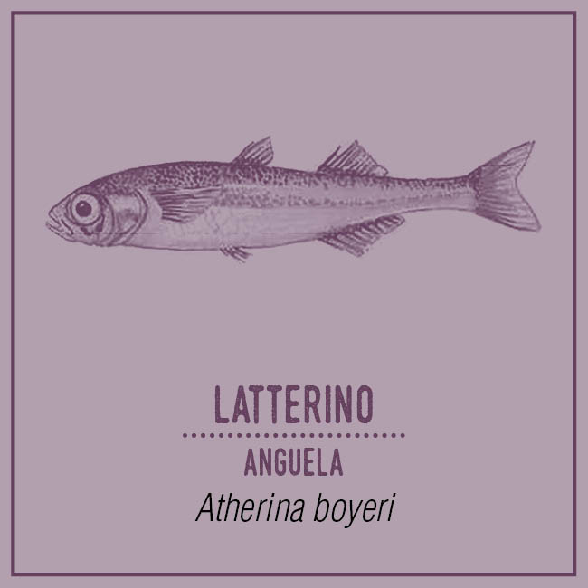 Latterino (Anguela) - Atherina boyeri