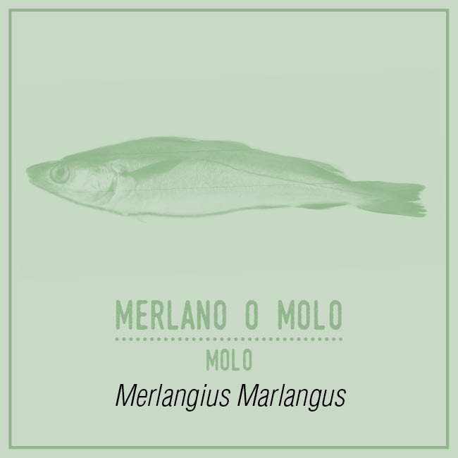 Merlano o Molo (Molo) - Merlangius Marlangus