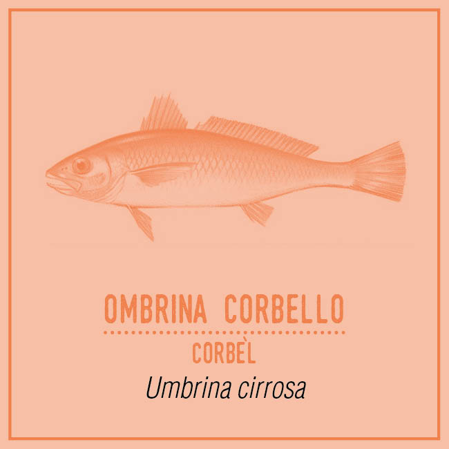 Ombrina Corbello (Corbèl) - Umbrina cirrosa