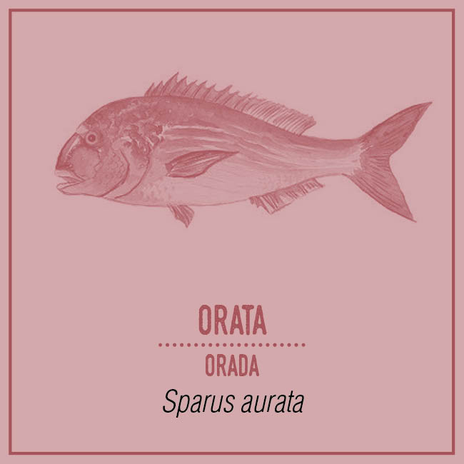 Orata (Orada) - Sparus aurata