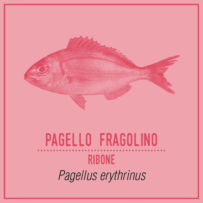 Pagello Fragolino (Ribone) - Pagellus erythrinus