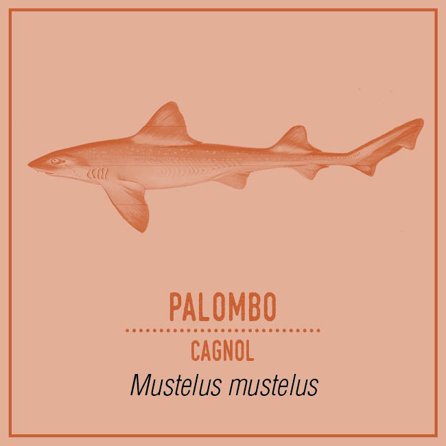 Palombo (Cagnol) - Mustelus mustelus
