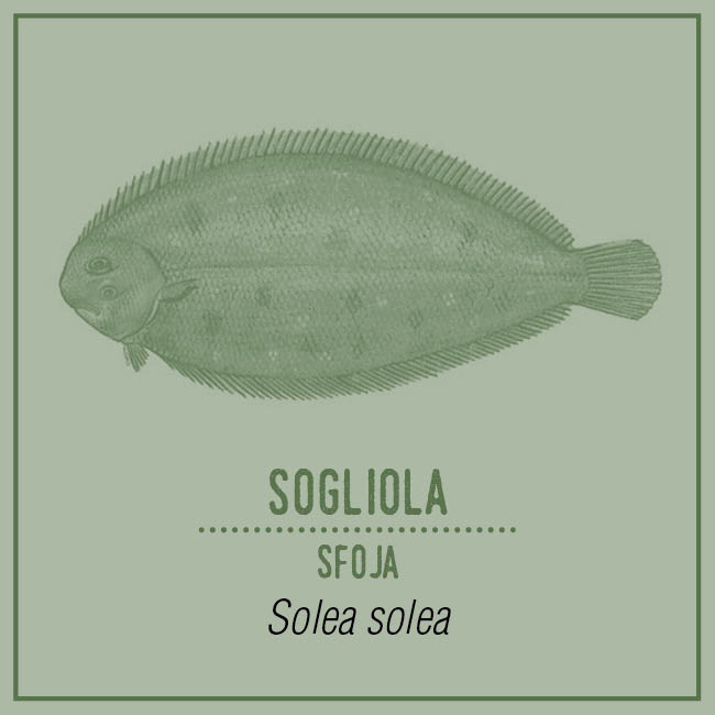 Sogliola (Sfoja) - Solea solea