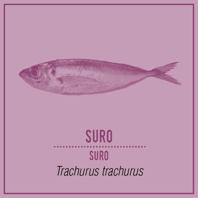 Suro (Suro) - Trachurus trachurus