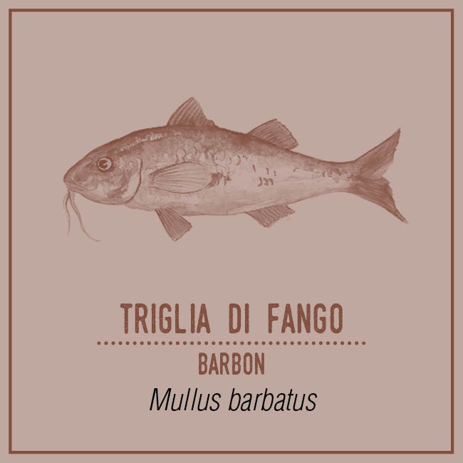 Triglia di Fango (Barbon) - Mullus barbatus